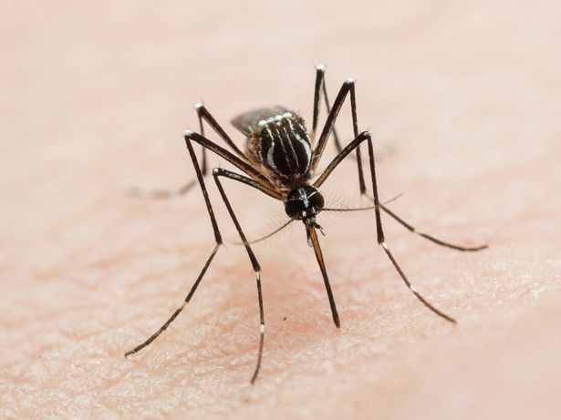 Zika virus transmission and symptoms