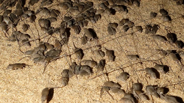The Bubonic Plague influenced evolution of the human immune system, new study suggests